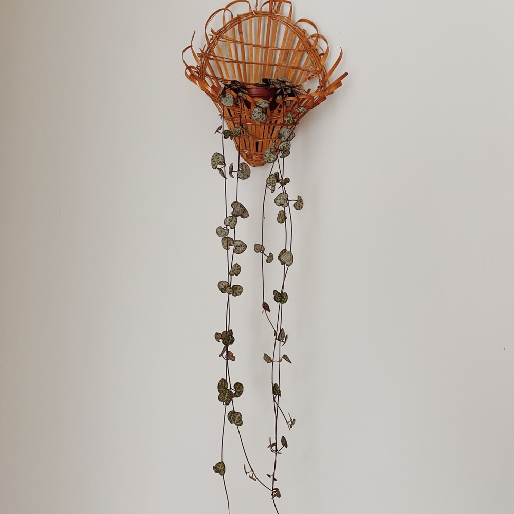 Wall Basket for Plants